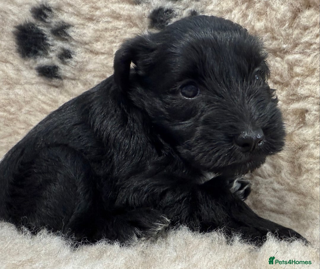 Miniature Schnauzer dogs for sale: Miniature schnauzers pups - Image 12