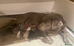 Labrador Retriever dogs for sale: Stunning Pure Pedigree silver labrador puppies  - Image 13