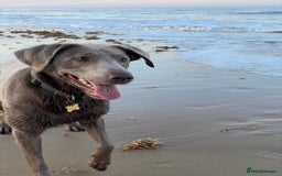 Labrador Retriever dogs for sale: Silver, Charcoal, Champagne Labrador Puppies  - Image 4