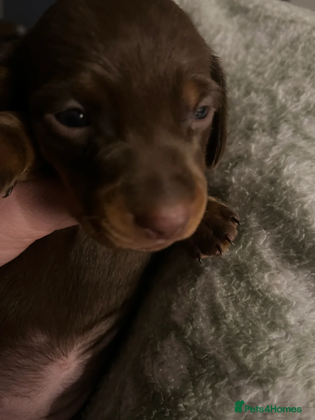Dachshund dogs for sale: 🐾 Beautiful Dachshund Puppies Available 🐾 - Advert 11