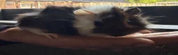 Guinea Pig rodents for sale: 2 bonded boy piggy’s for sale - Advert 4