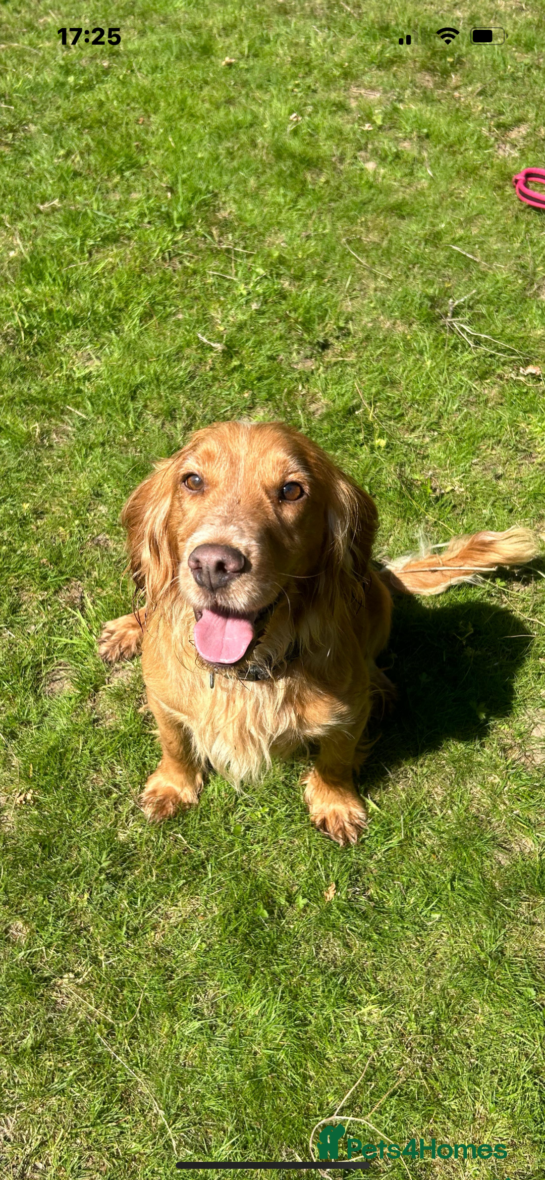 Cocker Spaniel dogs for sale: Beautiful cocker  - Advert 2