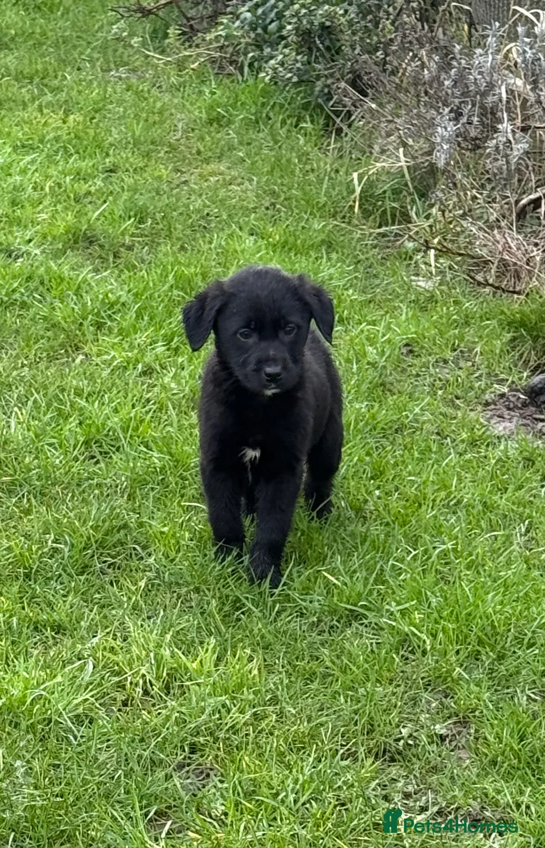 Labrador Retriever dogs for sale: Vaccinated Lab x collies - Advert 2