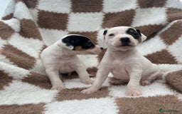 Jack Russell dogs for sale: 5 true to type jack russels  - Image 10