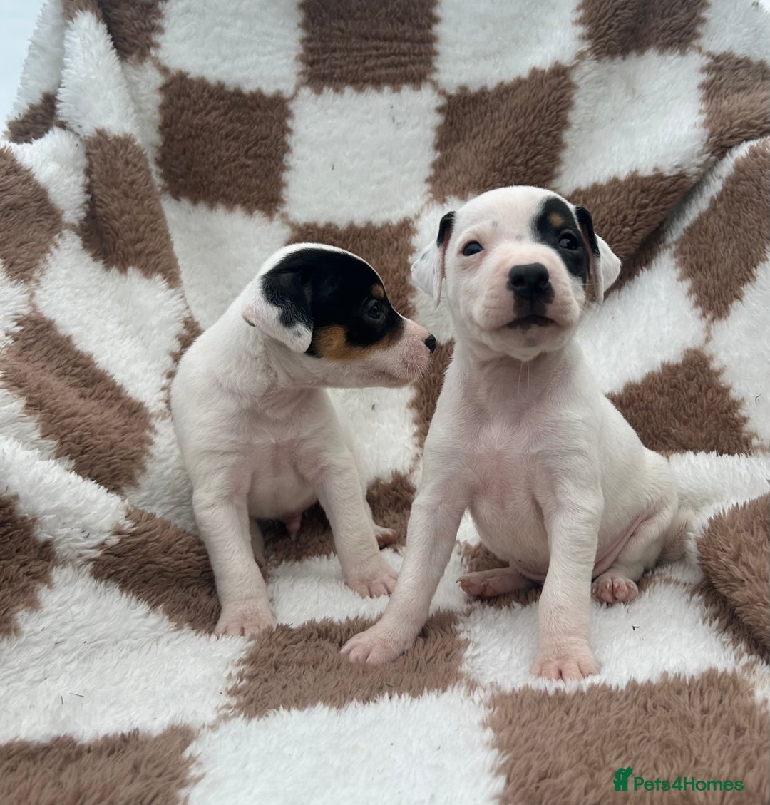 Jack Russell dogs for sale: 5 true to type jack russels  - Image 10