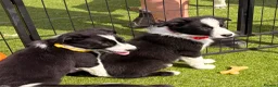 Border Collie dogs for sale: Border collie puppies  - Advert 8
