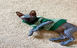 Sphynx cats for sale: Sphynx Boy including Everything Needed! - Image 5