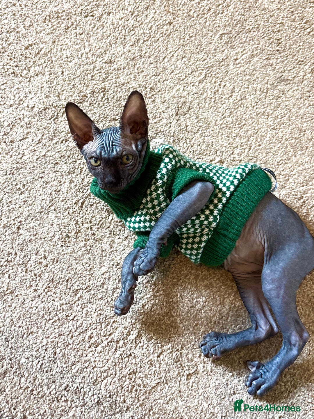 Sphynx cats for sale: Sphynx Boy including Everything Needed! - Image 5