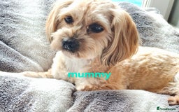 Cavapoo dogs for sale: Toy Cavapoo puppies - Image 24