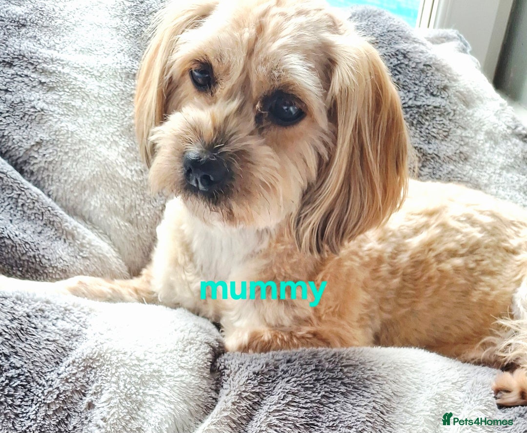 Cavapoo dogs for sale: Toy Cavapoo puppies - Image 24