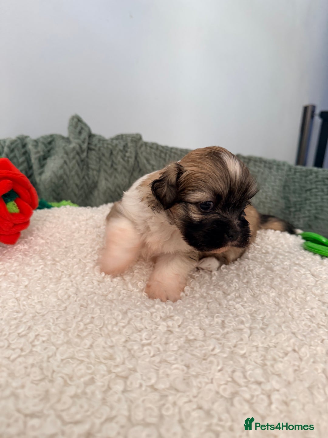 Lhasa Apso dogs for sale: Beautiful litter of KC Lhasa Apso puppies  - Advert 7