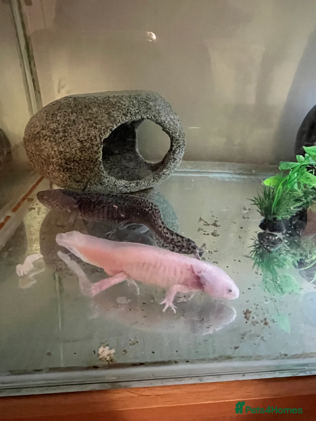 Axolotl reptiles for sale: Mixed pair of Axolotls with Tank - Advert 12