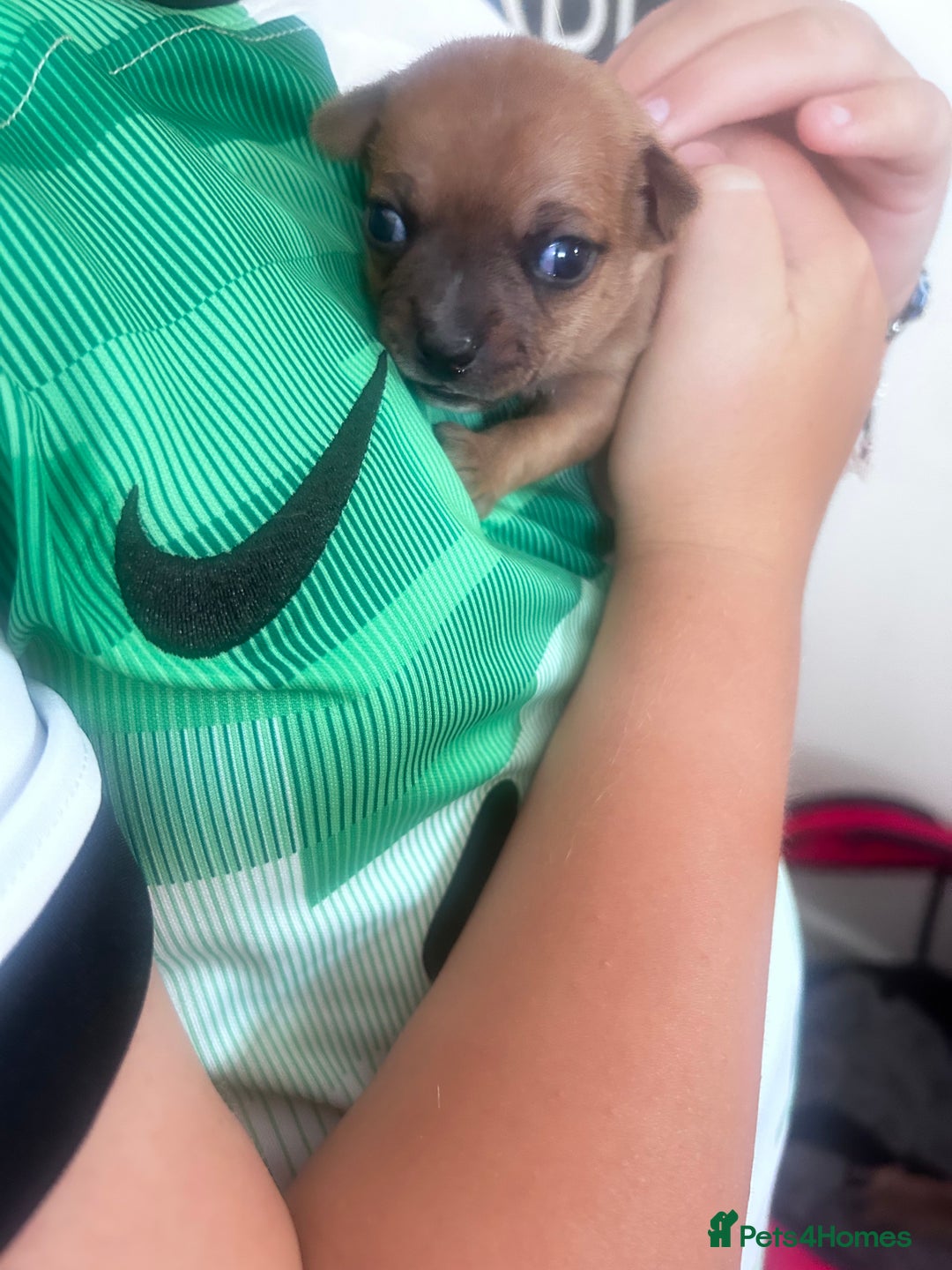 Chihuahua dogs for sale: Beautiful chihuahua puppies - Image 5