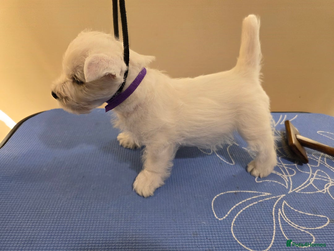 West Highland Terrier dogs for sale: Strong full of life and joy girls KC registered  - Advert 7