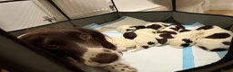 English Springer Spaniel dogs for sale: English Springer Spaniel Puppies - Advert 20