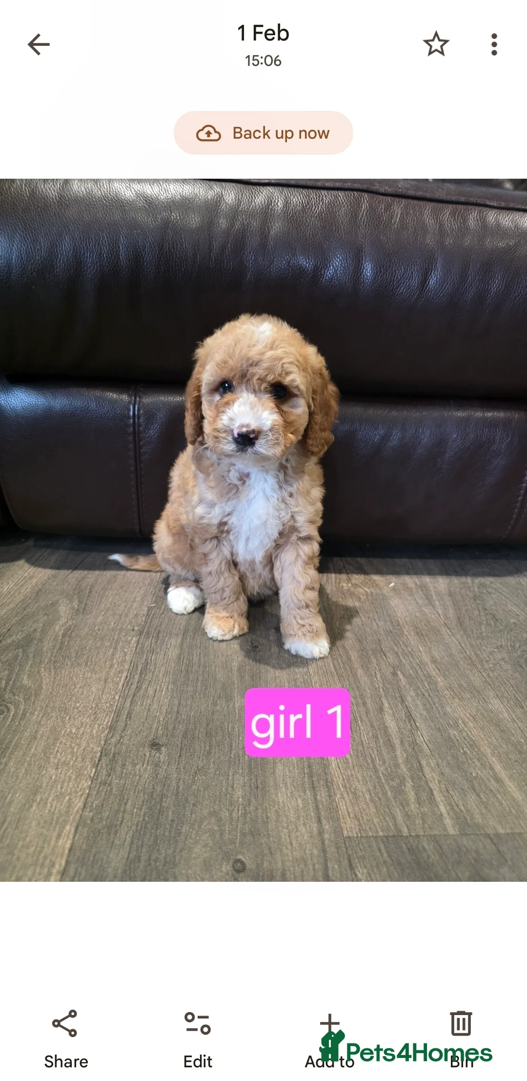 Cockapoo dogs for sale: Adorable Cockapoo pups ready to go 🐾 - Advert 7