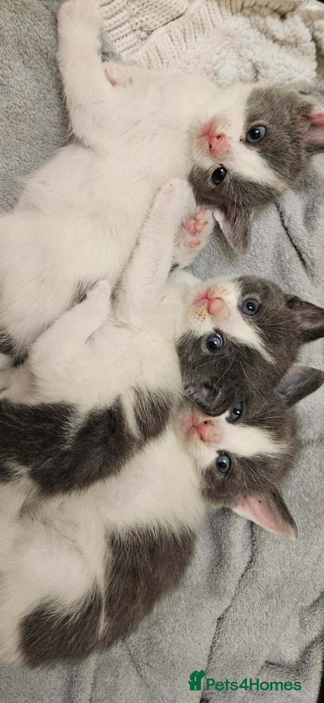 Mixed Breed cats for sale: Beautiful litter of kittens  - Advert 6