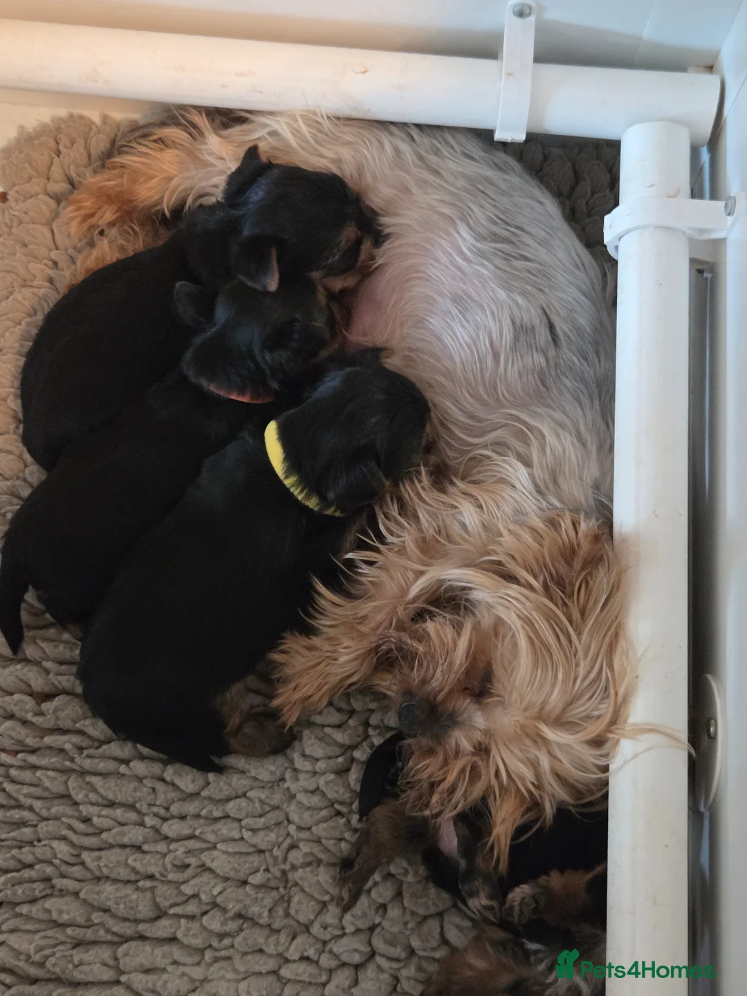 Yorkshire Terrier dogs for sale: Cute Yorkshire Terrier Babies 1 Boy 1 Girl - Advert 17