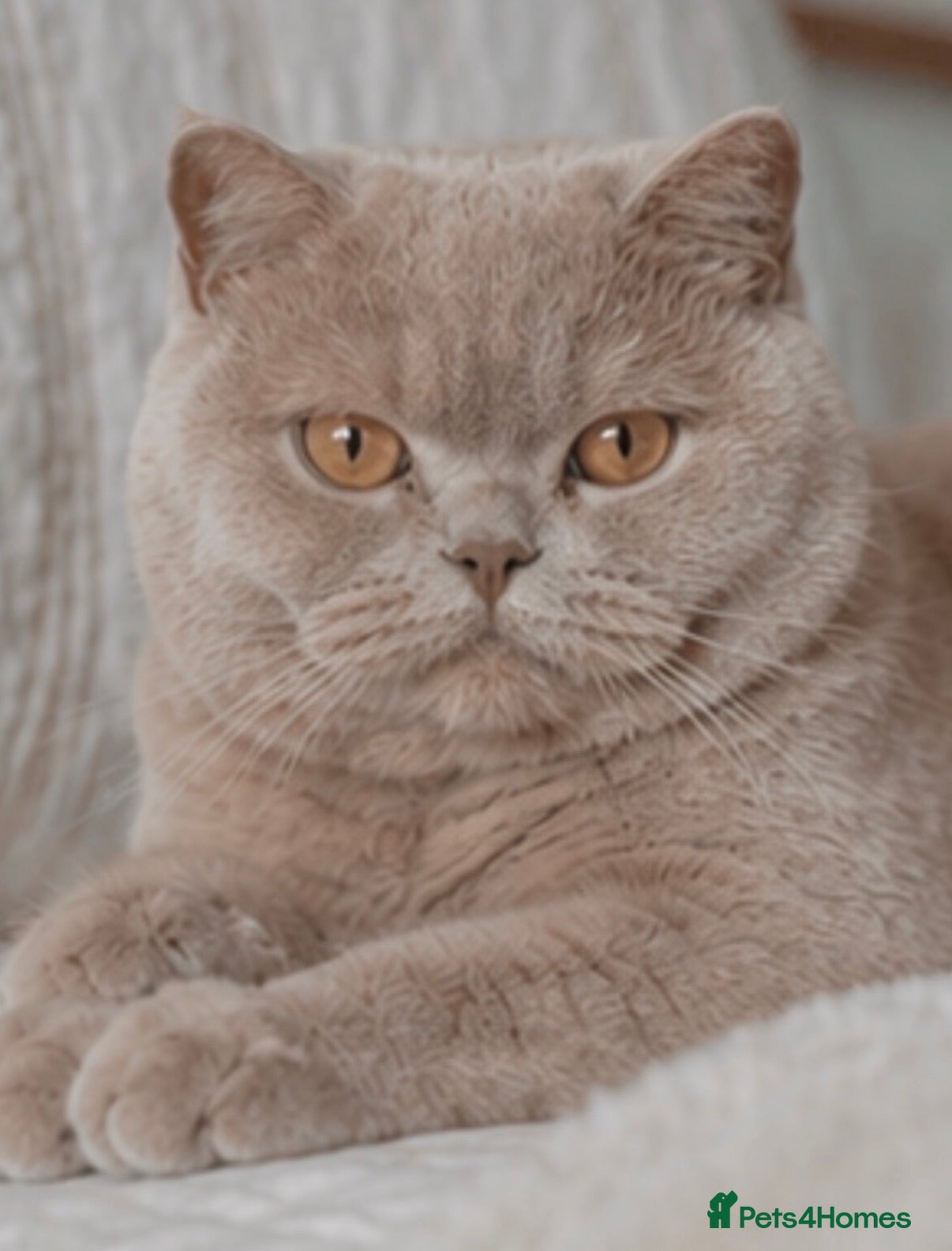 British Shorthair cats 1 retired queen available for collection now  - Advert 10