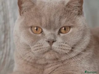 British Shorthair cats 1 retired queen available for collection now - Advert 10