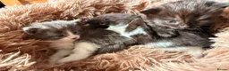 Mixed Breed cats for sale: Beautiful baby kittens  - Advert 6