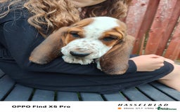Basset Hound dogs for sale: Bassett Hound Puppies for Sale - Image 25