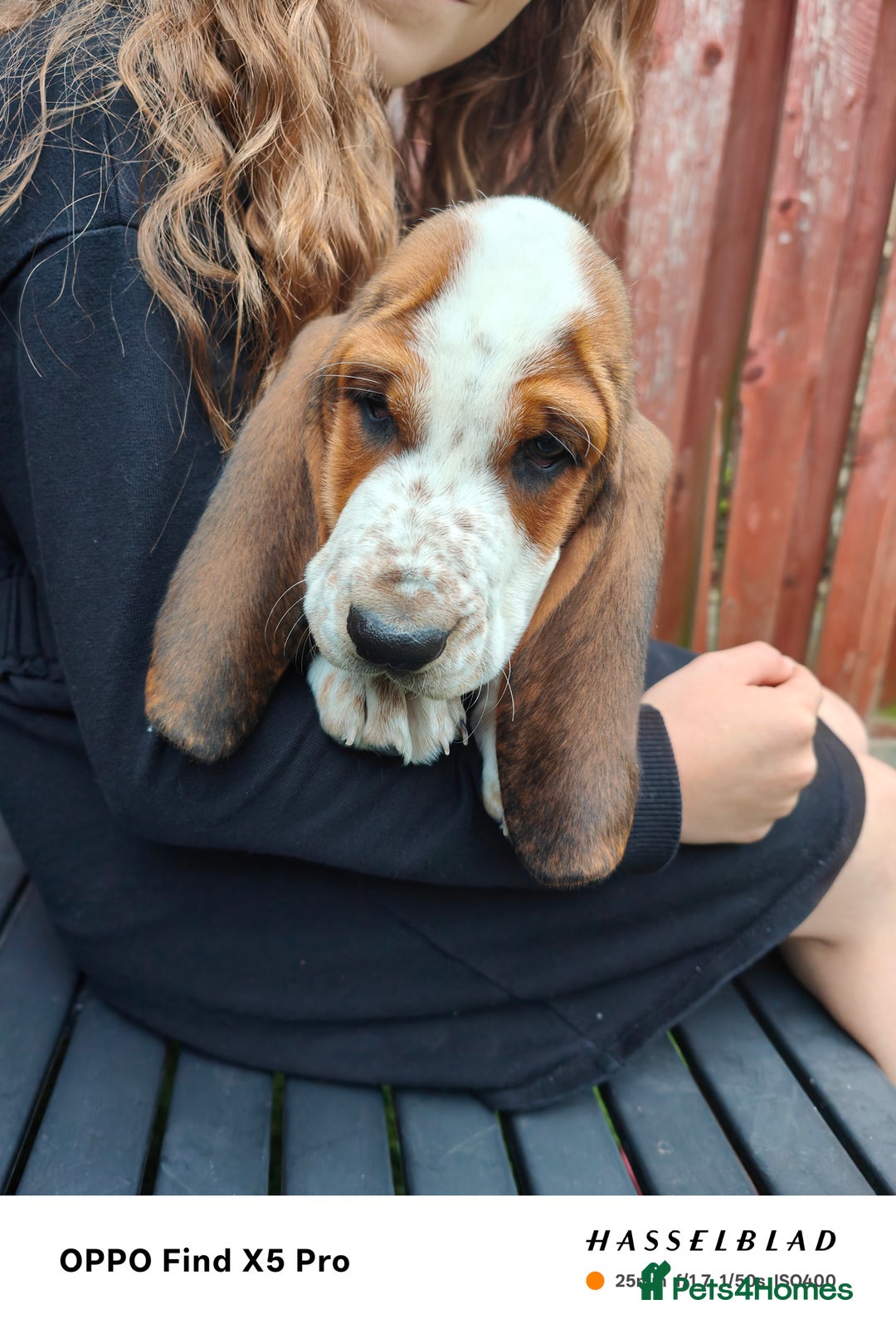 Basset Hound dogs for sale: Bassett Hound Puppies for Sale - Image 25