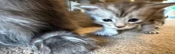 Maine Coon cats for sale: Adorable Pedigree Full Maine Coon Kittens - Advert 5