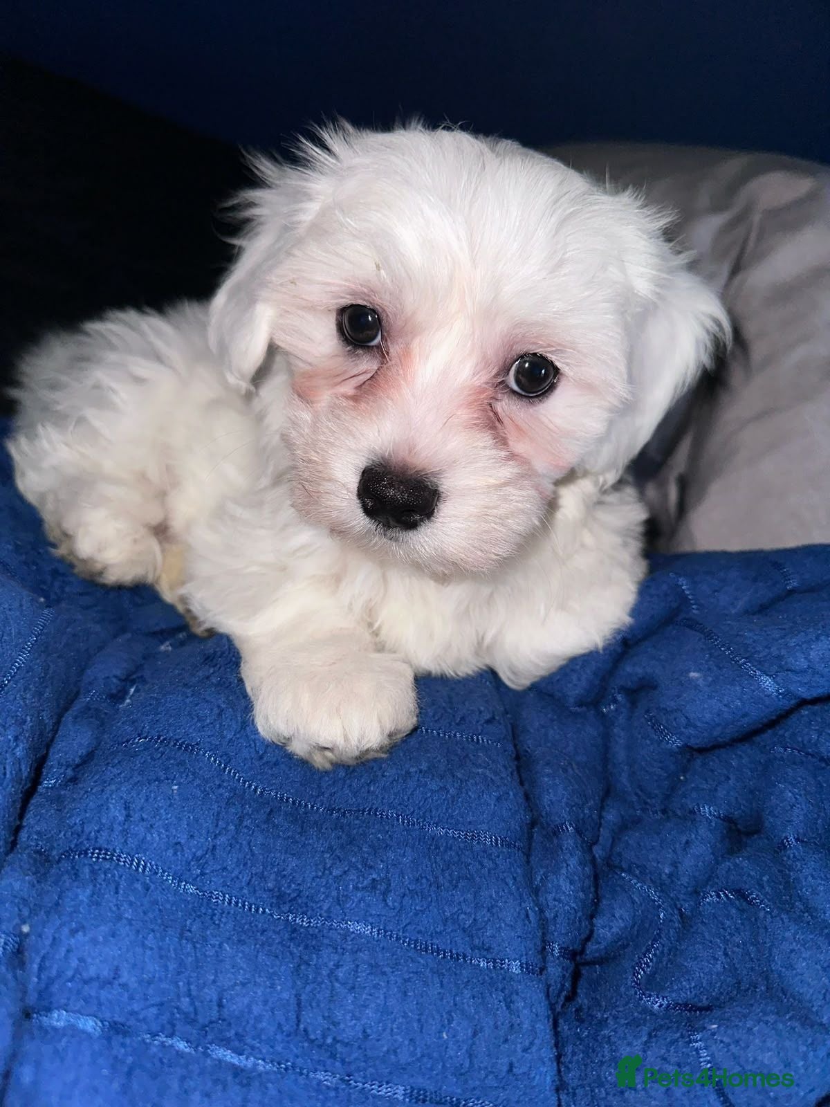 Bichon Frise dogs Bichon Maltese - Advert 2