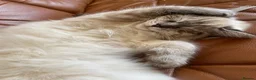 Ragdoll cats for sale: Beautiful pure ragdoll kitten looking for a home  - Advert 15