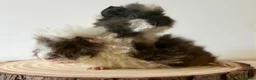 Guinea Pig rodents for sale: 2 pairs of boars  - Advert 9