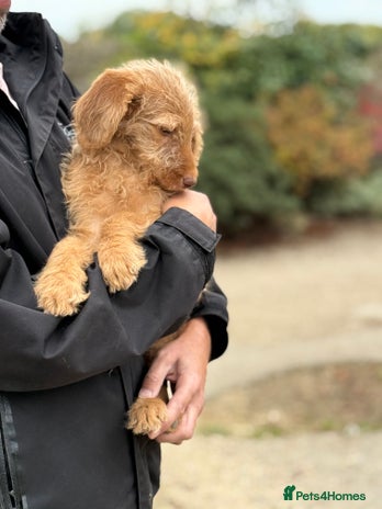 Labradoodle dogs - Advert 13