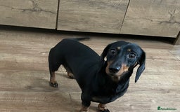 Miniature Dachshund dogs for sale: Miniature Dachshund - Image 3