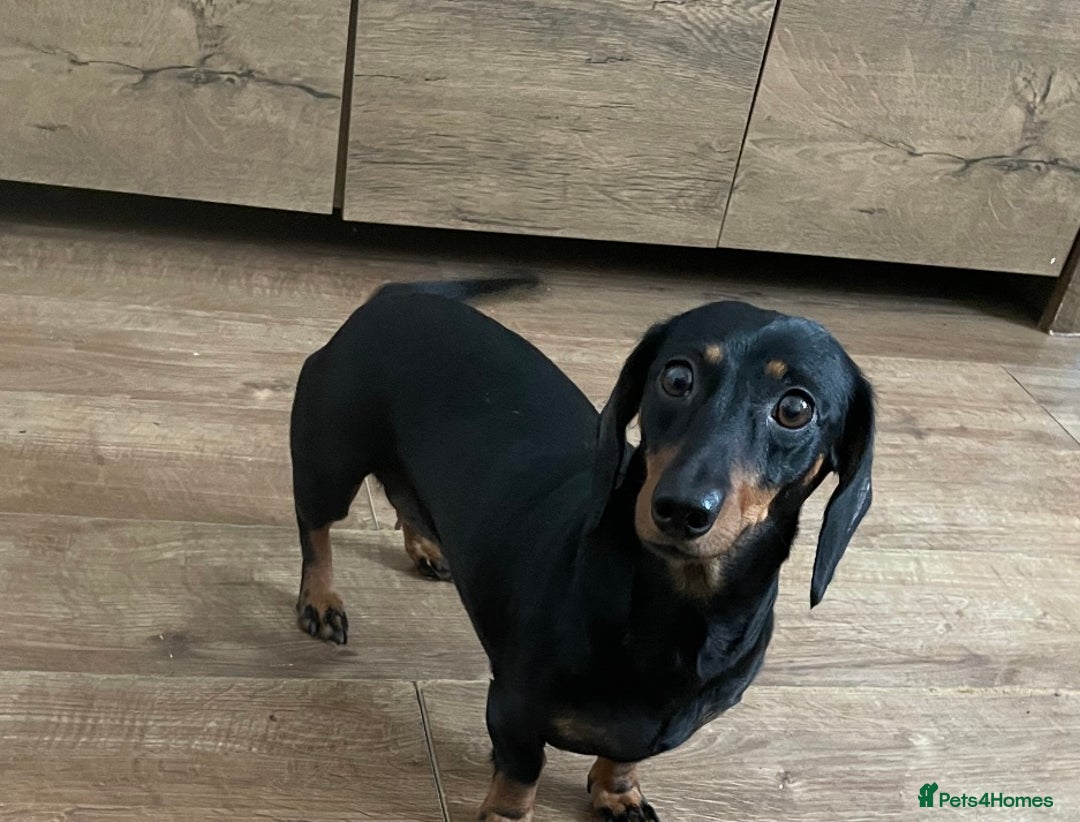 Miniature Dachshund dogs for sale: Miniature Dachshund - Image 3