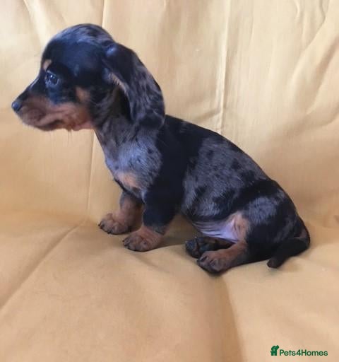 Miniature Dachshund dogs Lovely Mini Dachshunds - Advert 18