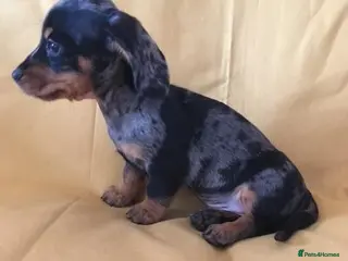 Miniature Dachshund dogs Lovely Mini Dachshunds - Advert 18