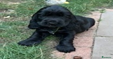 Cocker Spaniel dogs - Advert 7