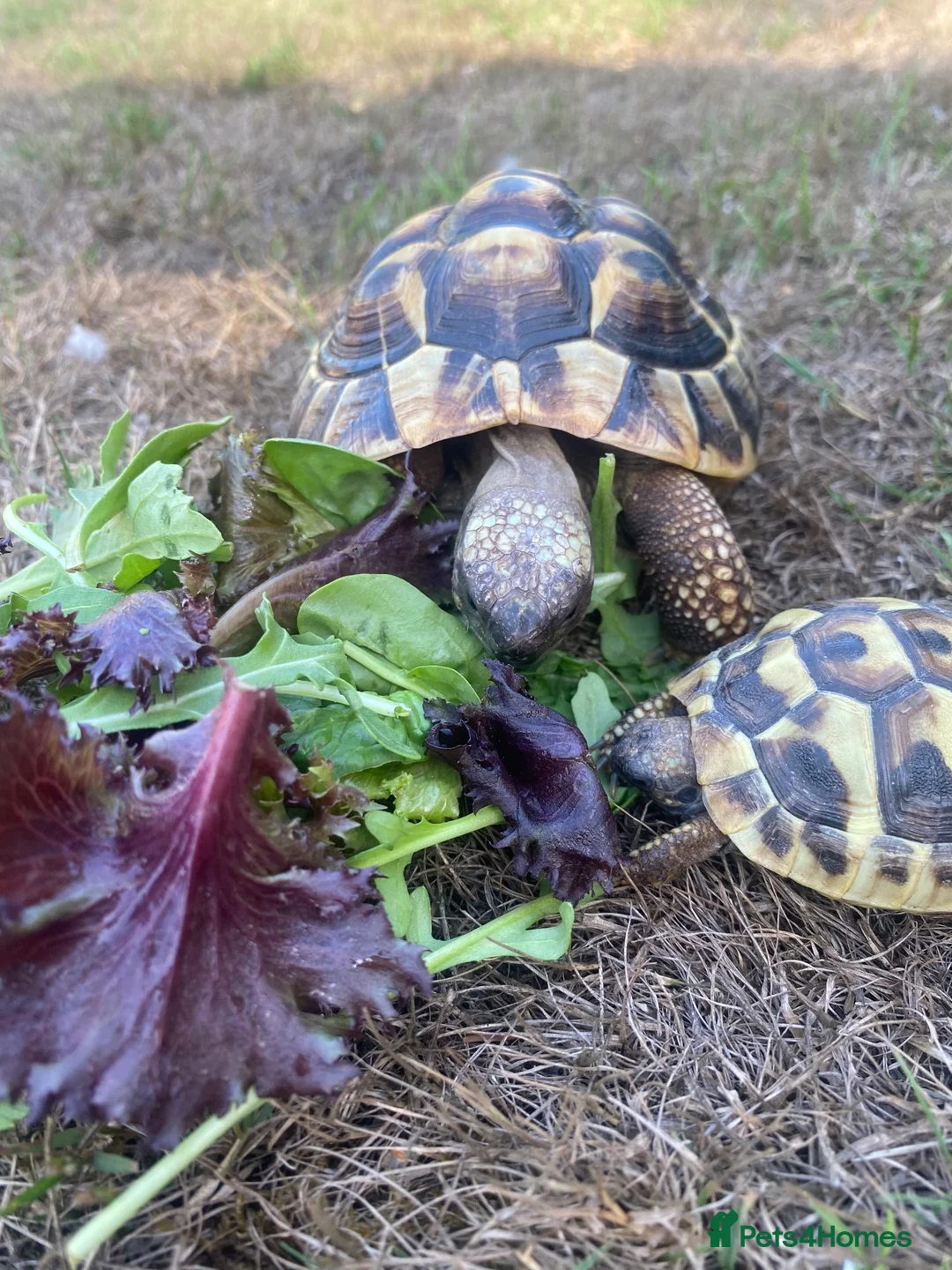 Hermann Tortoise reptiles for sale: Two beautiful Hermann tortoises  in Canterbury - Advert 2