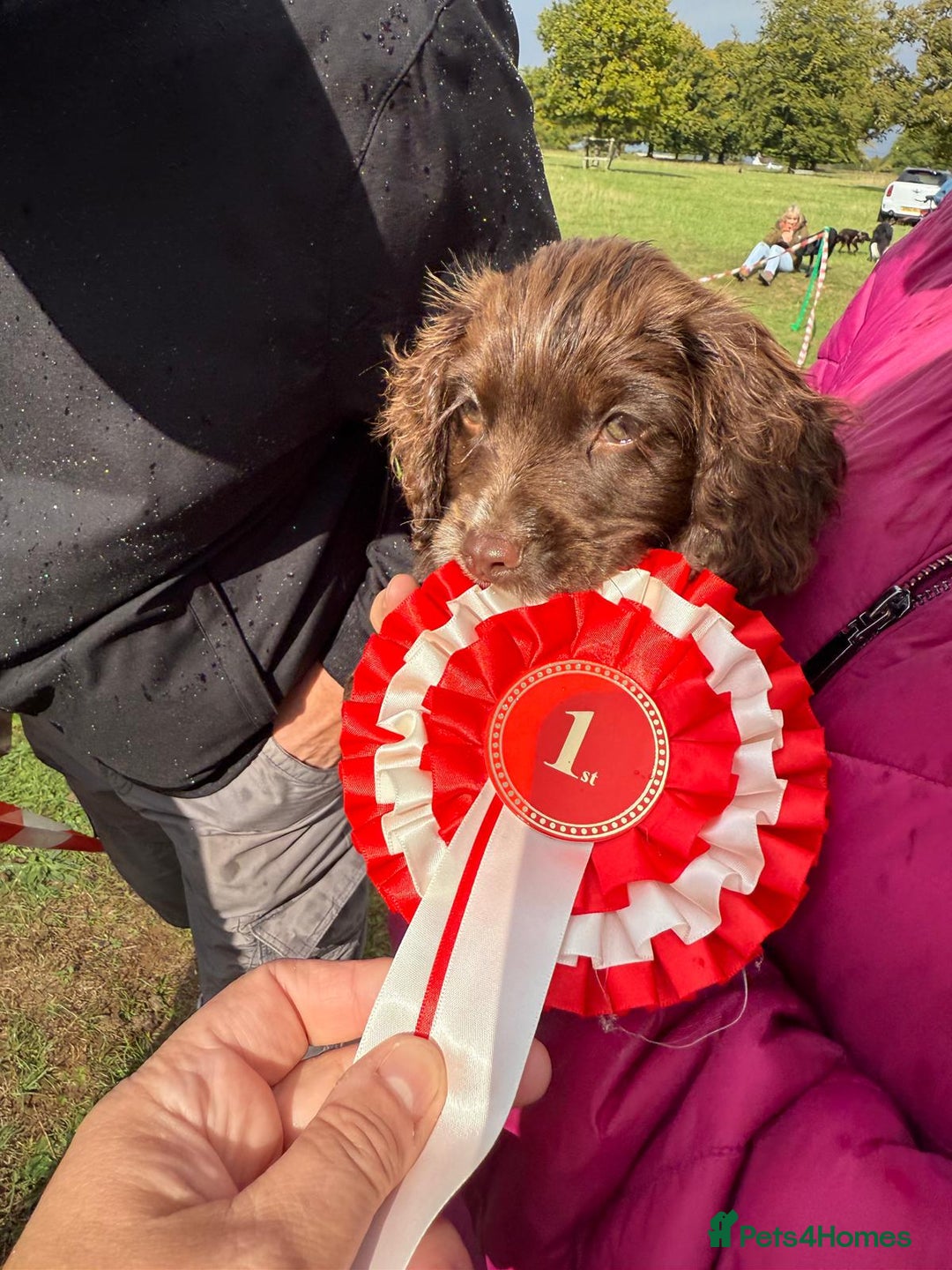Cocker Spaniel dogs for adoption: Little Meg  - Image 2