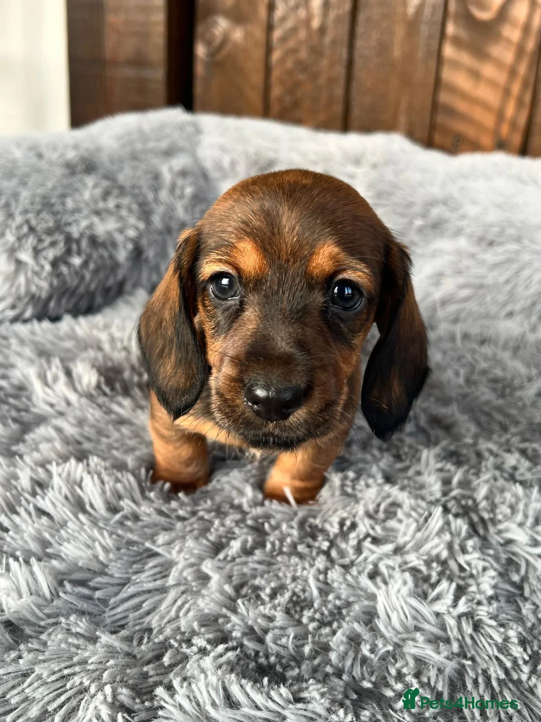 Miniature Dachshund dogs for sale: READY NOW 1 Beautiful Longhair/Wirehair Dachshunds - Advert 1