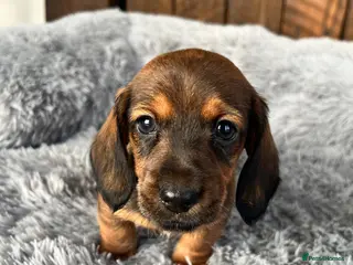 Miniature Dachshund dogs READY NOW 1 Beautiful Longhair/Wirehair Dachshunds - Advert 6