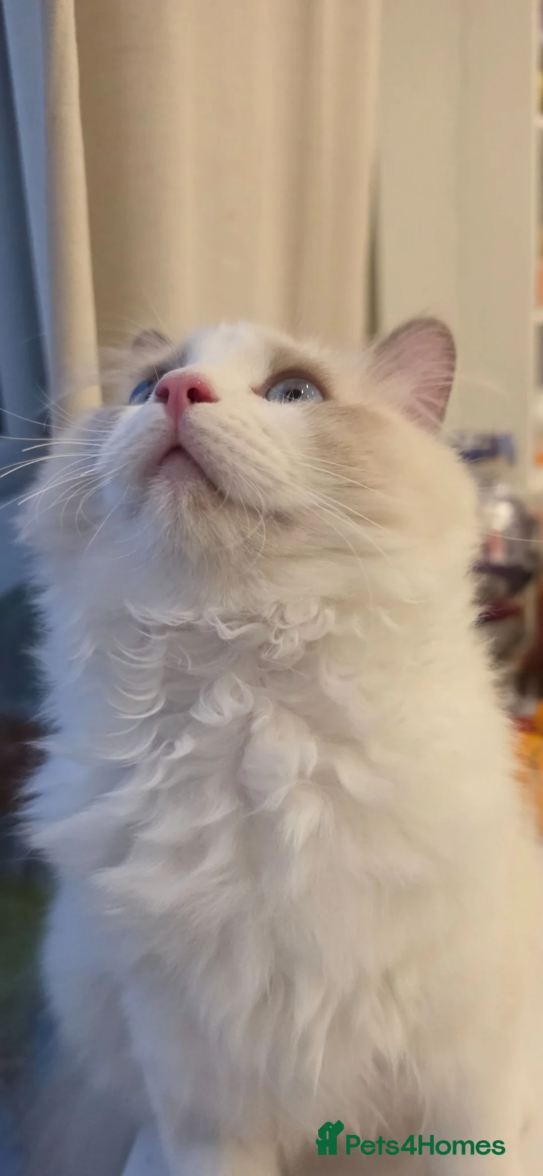 Ragdoll cats for sale: GCCF Blue Point Bicolour Ragdoll  - Advert 2