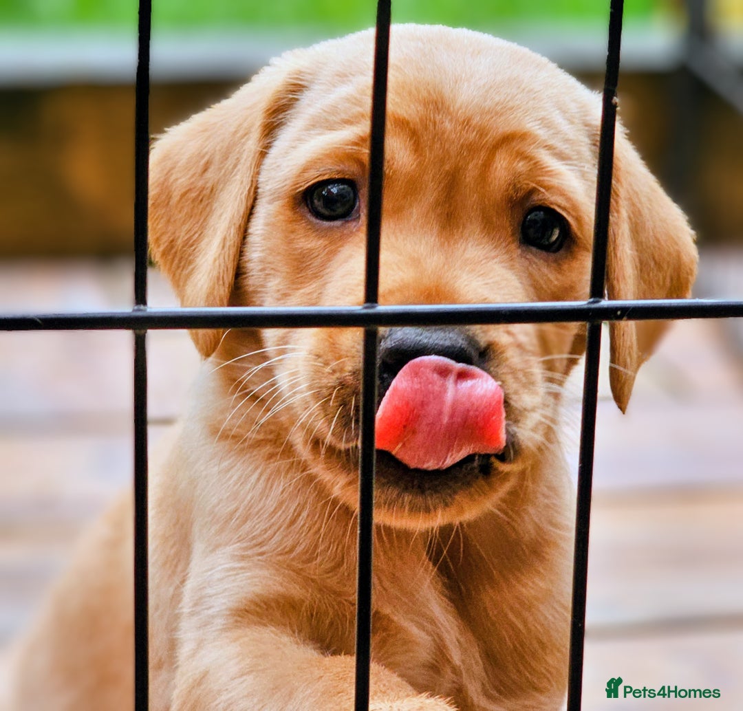 Labrador Retriever dogs for sale: Red Fox Labrador . Ready to Leave 😘 - Image 16