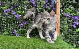 Maine Coon cats for sale: Russian bloodline Maine Coon Kittens 20+Gen! 🏆 - Image 20