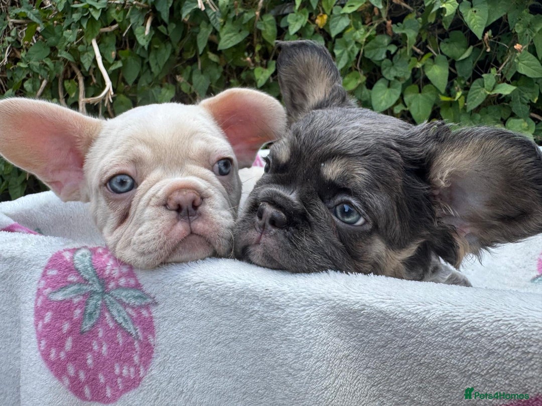 French Bulldog dogs for sale: 🐶 Adorable French Bulldog Puppies - Image 6