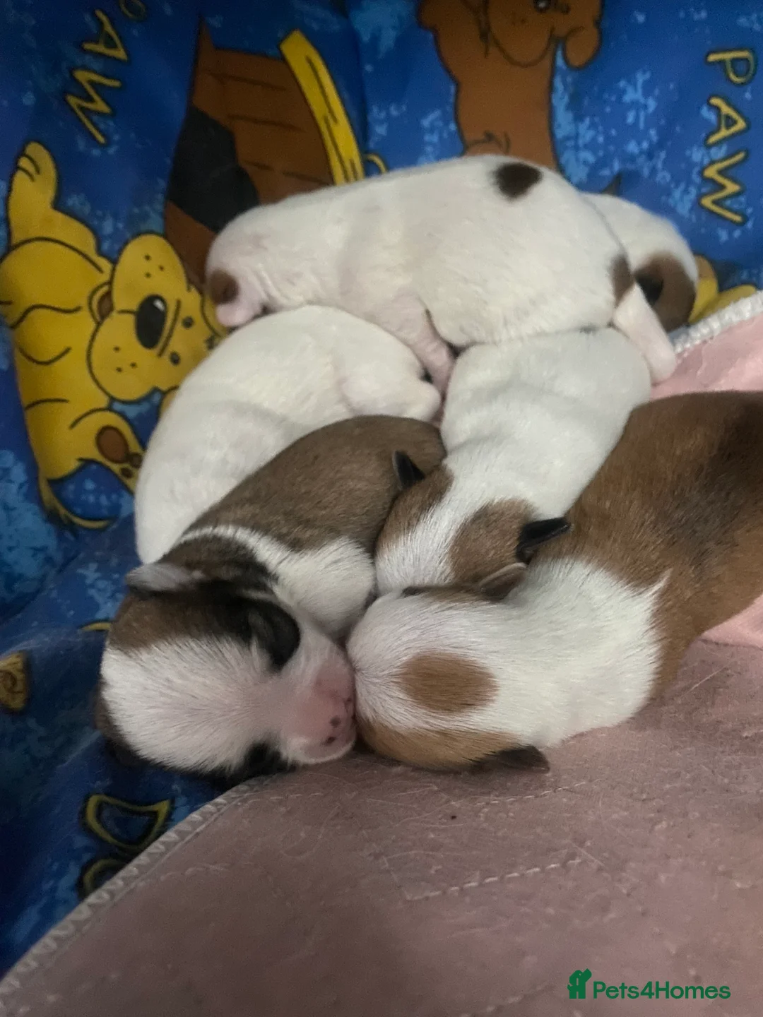 Jack Chi dogs for sale: 3/4 Chihuahua 1/4 Jack Russell puppies  - Advert 14