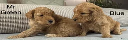 Double Doodle dogs for sale: A REALLY EXCITING MIX OF BREEDS. GORGEOUS!!! - Advert 15