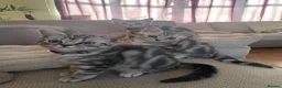 British Shorthair cats for sale: GCCF Classic Silver Tabby Kittens - Advert 11