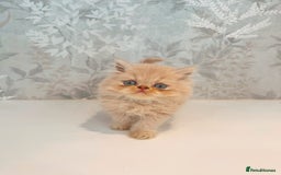 Persian cats for sale: Persian kittens 2 gorgeous boys  - Image 16