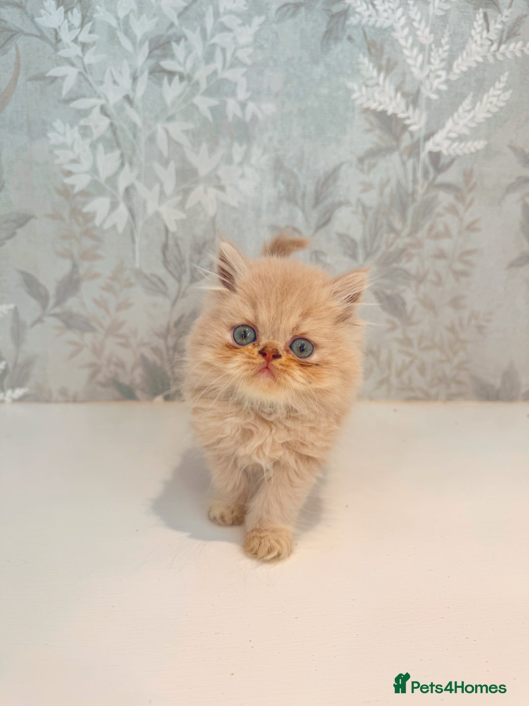 Persian cats for sale: Persian kittens 2 gorgeous boys  - Image 16